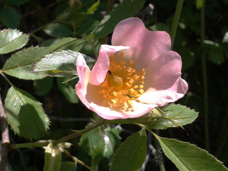 Rosa canina ???